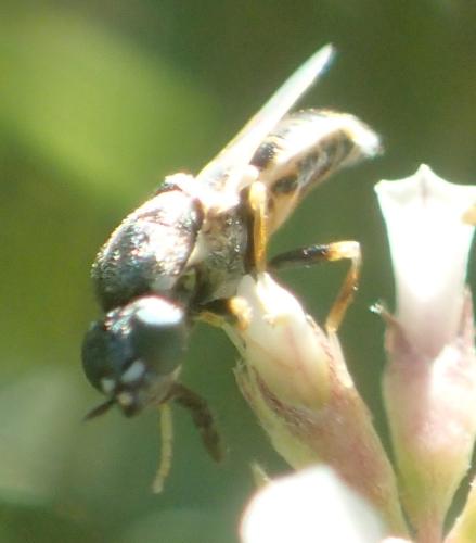 Nemotelus subuliginosus